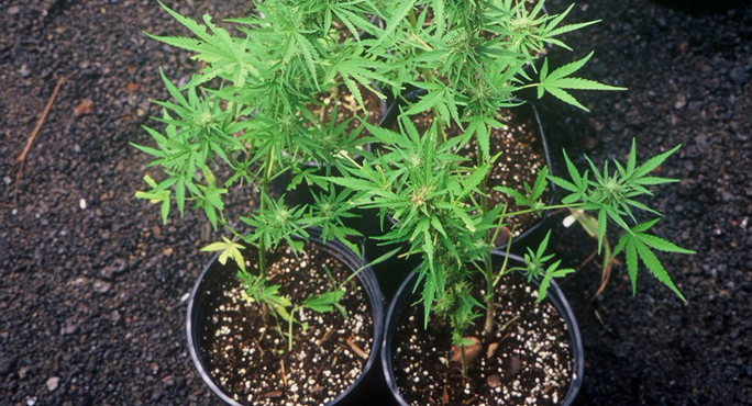 cannabis in pots