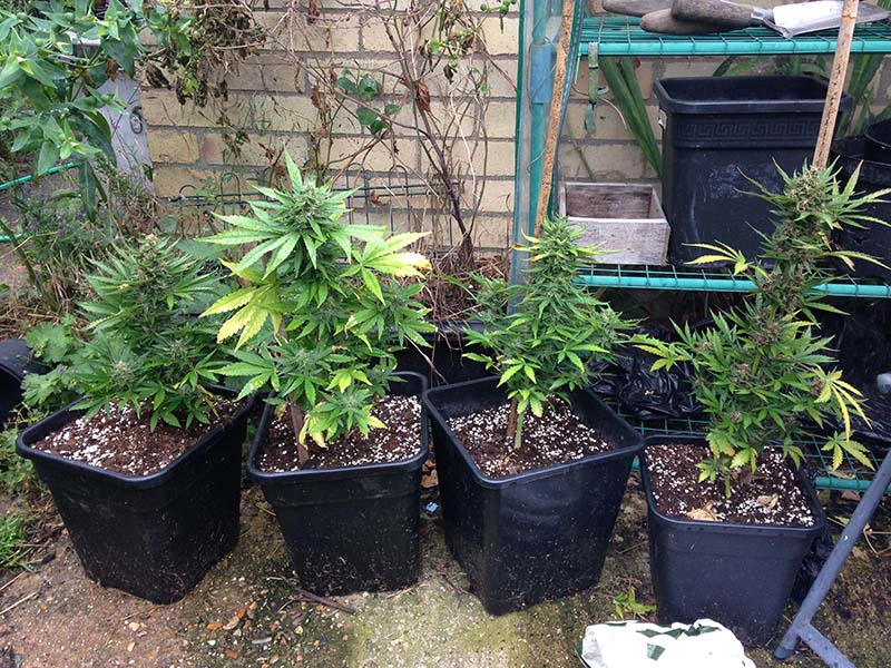 outdoor cannabis plants