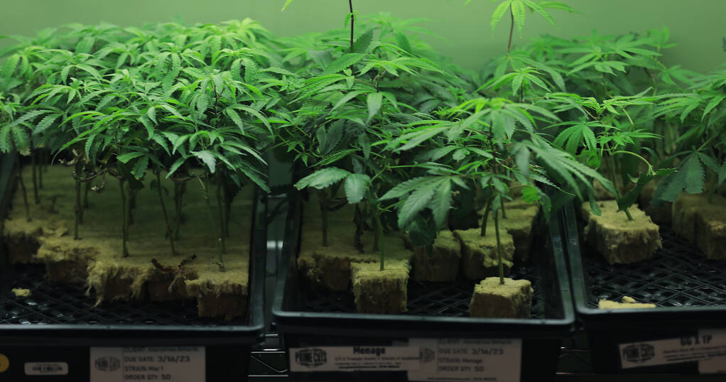 Yes, Healdsburg is permitting two dispensaries.