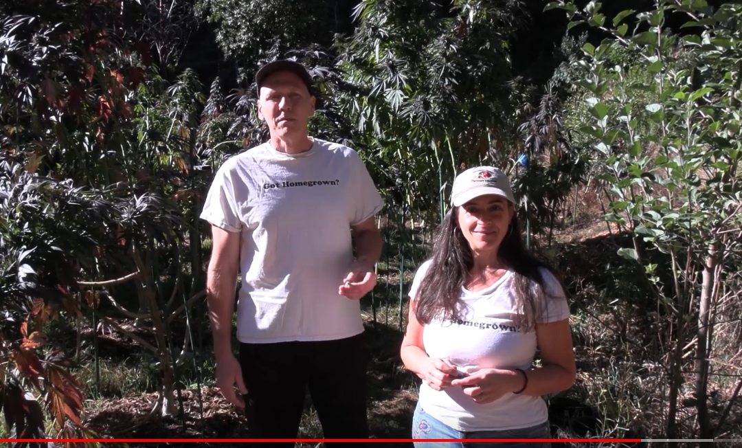 SEEWEED – PART ONE – McLovin Farm in Laytonville